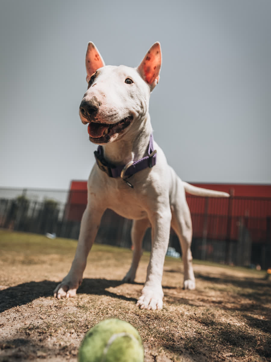 Bull terrier standing alert with sunlight through its ears in front of a red building